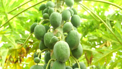 Grow-or-maintain-our-own-organic-garden-with-organic-fruit-plants,-organic-papayas-in-the-tropics-in-4k