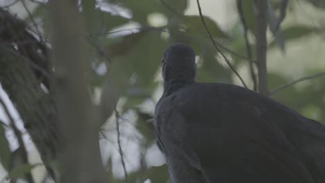 a superb lyrebird sings in an australian forest, mimicking other birds and sounds in one of nature’s most complex vocal displays. captured in natural light with ambient audio