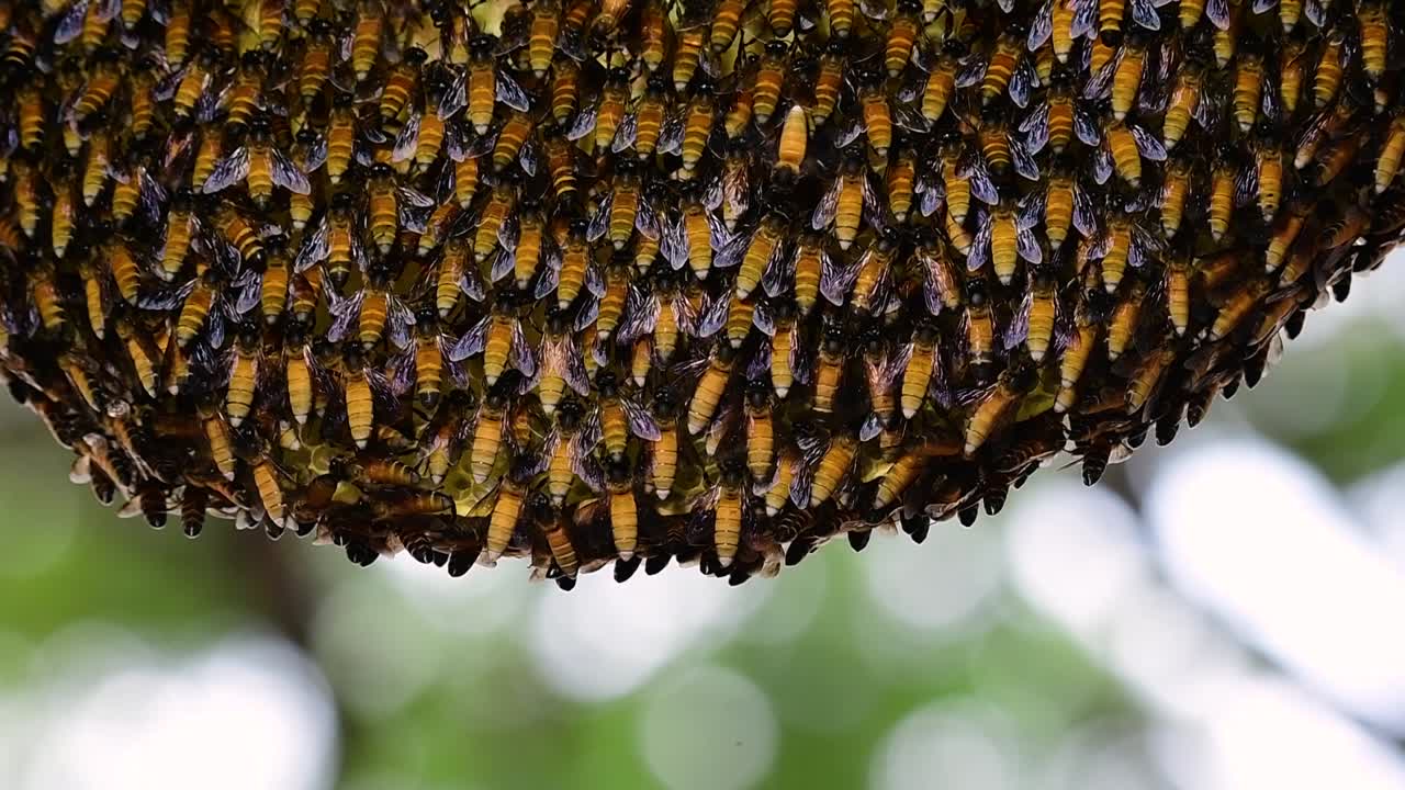 se sabe que las abejas melíferas gigantes construyen grandes colonias de nidos con bolsillos simétricos hechos de cera para almacenar miel como fuente de alimento.