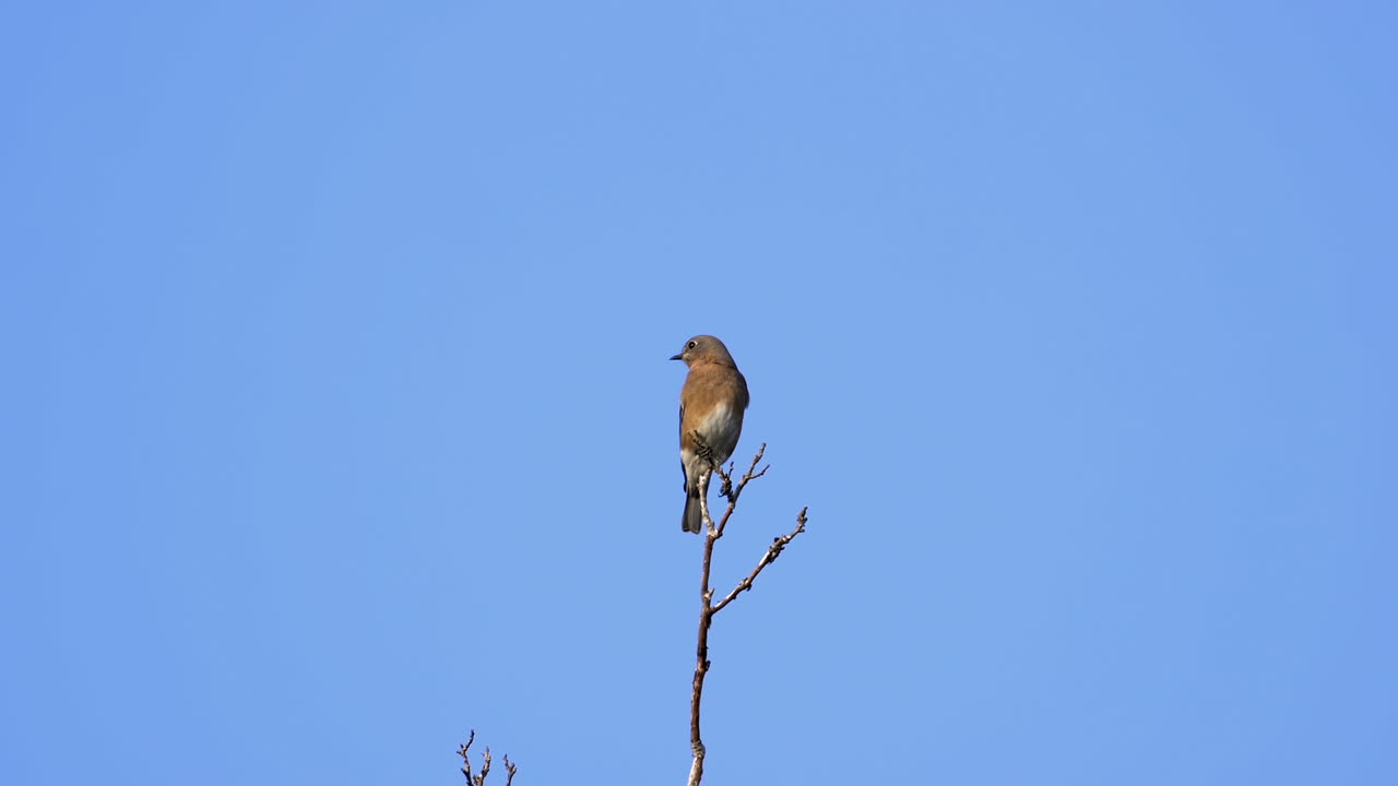 Un tordo marrone e bianco sulla cima di un albero con sfondo di cielo blu