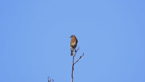 a brown and white colored thrush on a treetop with a blue sky background