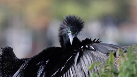 cerca del pájaro anhinga limpiando su ala en la rama de un árbol