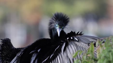 close up of anhinga bird cleaning its wing on a tree branch