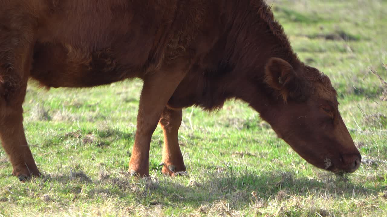 Mucca al pascolo in un ampio pascolo