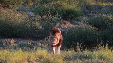 adult male lion walking in the savanna at dusk