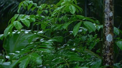 in the rainy season, eastern india receives heavy rainfall during the rainy season