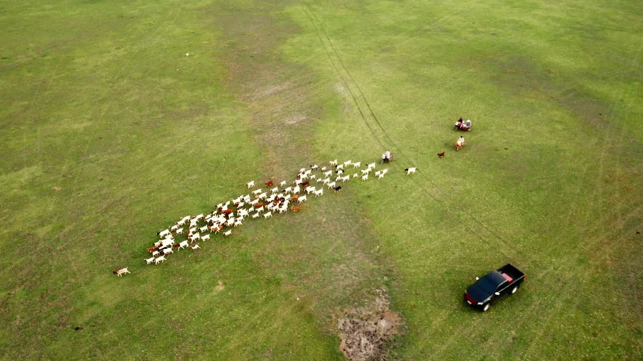 A Farmer Tending to Goats amidst Lush Greenery and Scenic Countryside - Embracing Nature's Bounty in Rural Agriculture