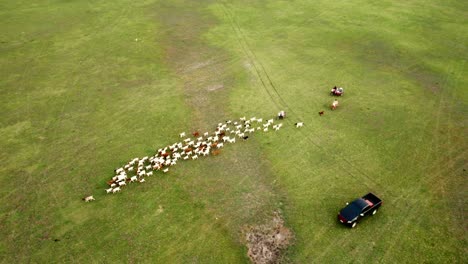 A Farmer Tending to Goats amidst Lush Greenery and Scenic Countryside - Embracing Nature&#039;s Bounty in Rural Agriculture