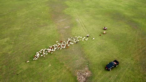 a farmer tending to goats amidst lush greenery and scenic countryside - embracing nature's bounty in rural agriculture