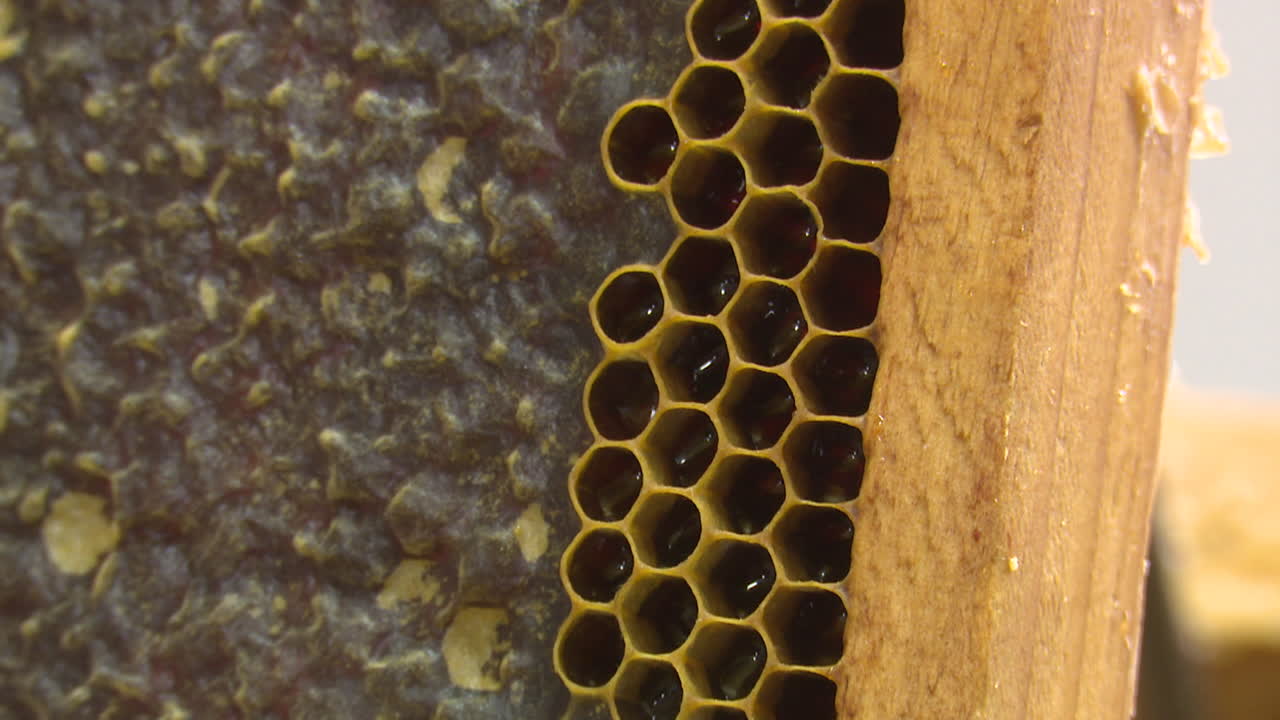 primer plano de un panal de miel