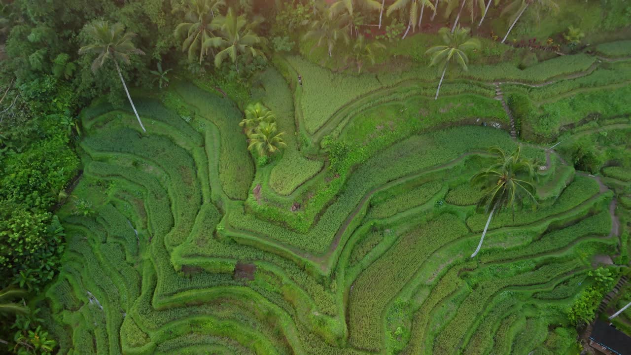terraza de arroz en la selva verde exuberante, plantación en cascada con contornos saludables