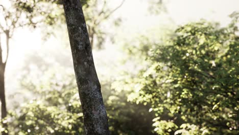 sunbeams pour through trees in misty forest