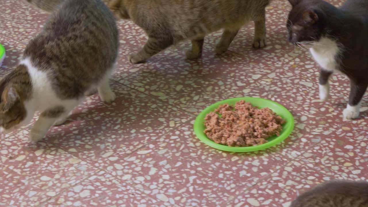 gatos callejeros comiendo de un plato lleno de carne