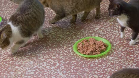 stray cats eating from a plate full of meat