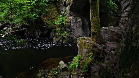 un río tranquilo que fluye a través de un bosque verde y exuberante