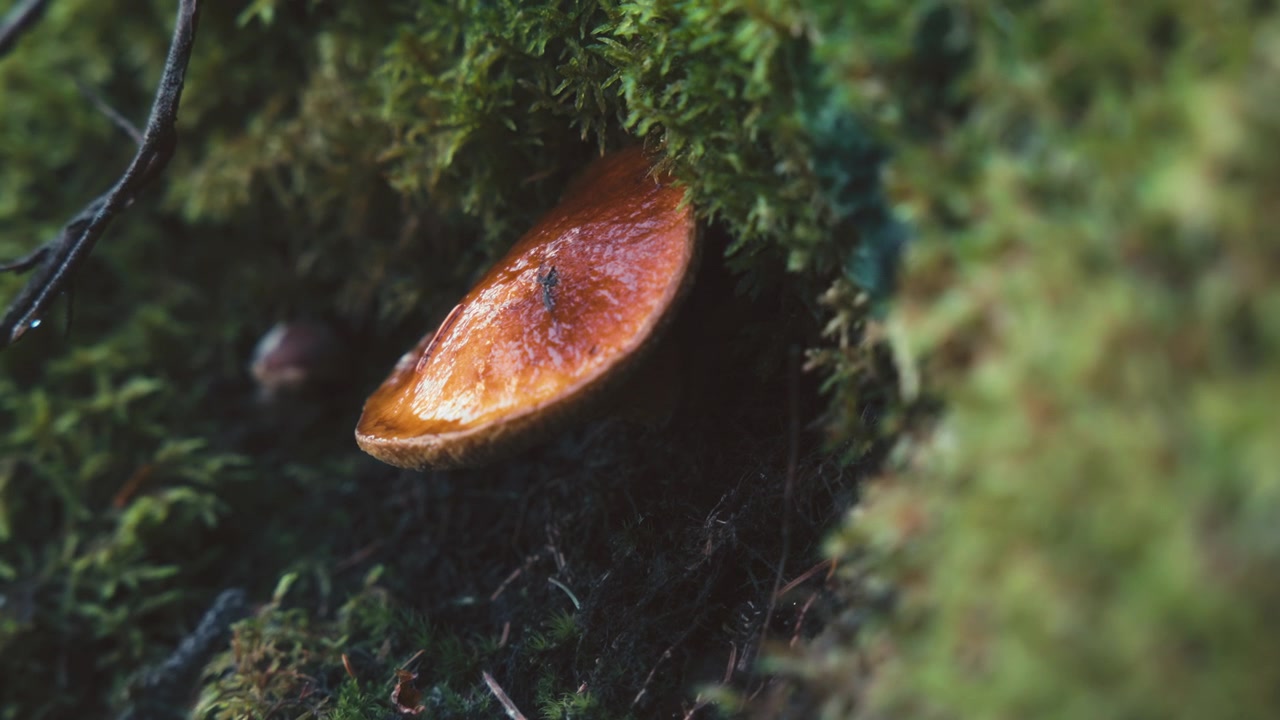 Close up of a mushroom growing on a mossy hill