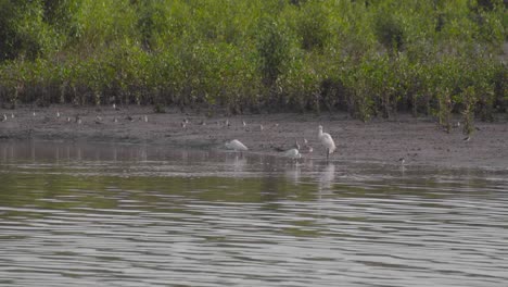 Group-of-little-egrets,-terek-sandpipers-and-redshanks-perched-and-moving-on-riverside-in-low-tide-of-mangrove-mudflats,-Parit-Jawa,-Malaysia