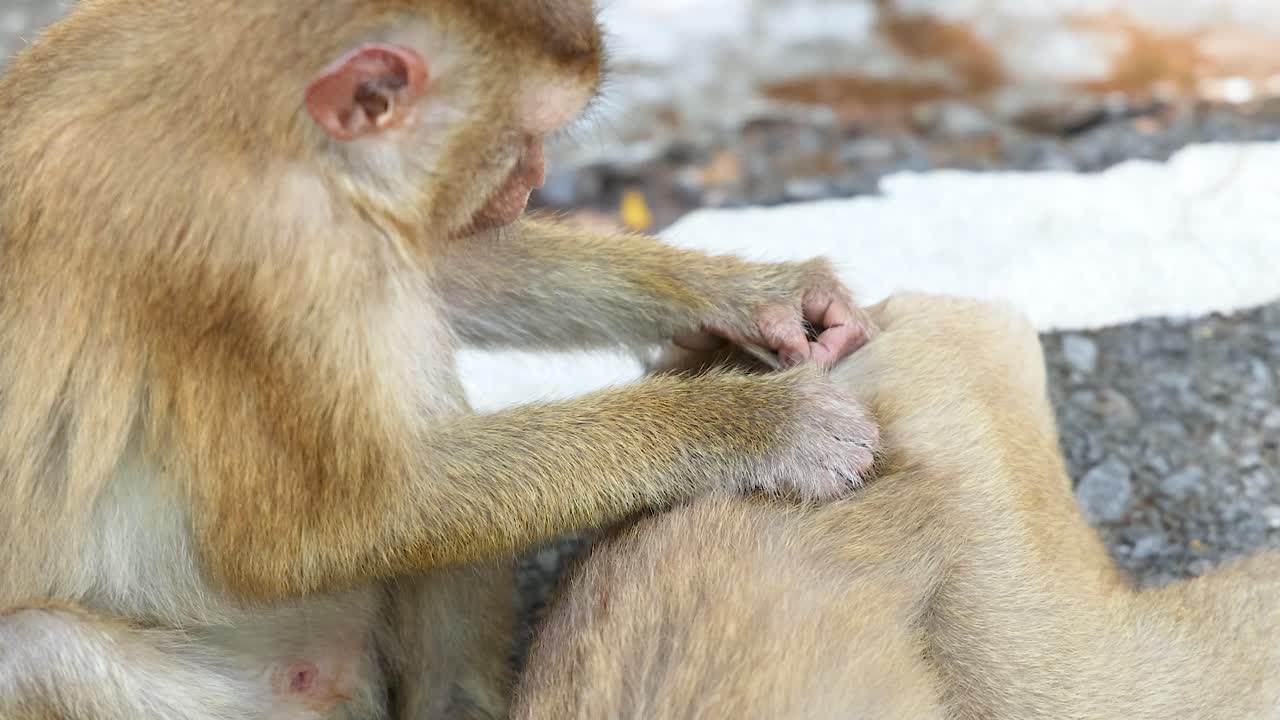 dos monos se involucran en el comportamiento de aseo en una superficie de piedra, mostrando la interacción social en la luz natural en el punto de vista de khao rang