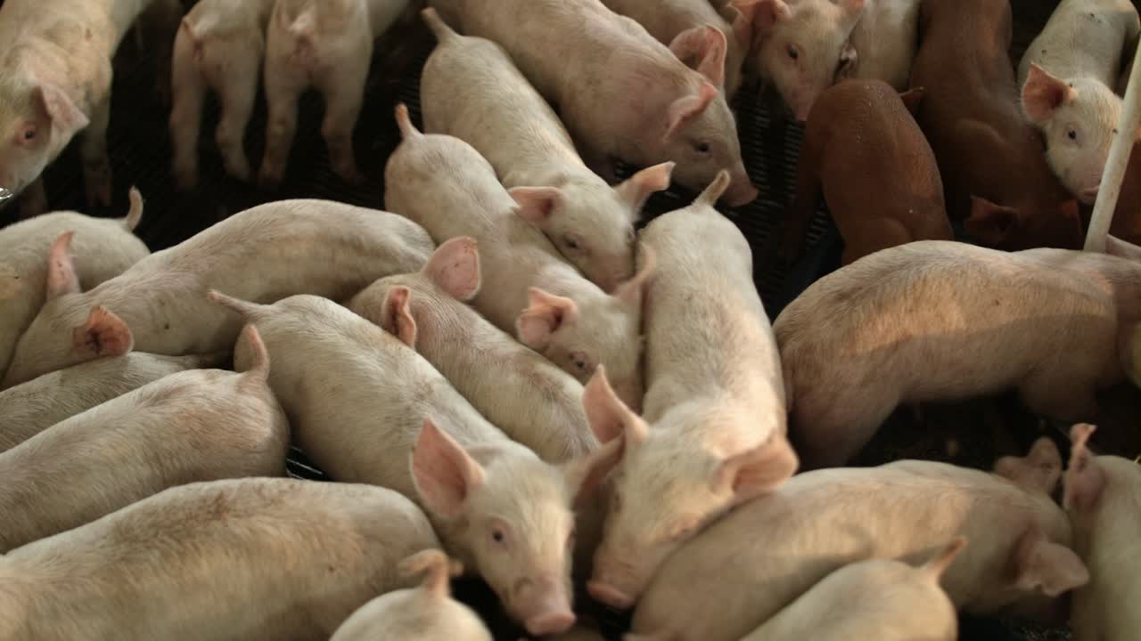 돼지 우리에서 물을 마시는 어린 새끼 돼지를 가로질러 패닝하는 핸드헬드 샷