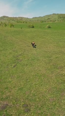 beautiful fast horses canter along green meadow on sloped hill aerial view. purebred farm animals in picturesque valley on sunny day slow motion