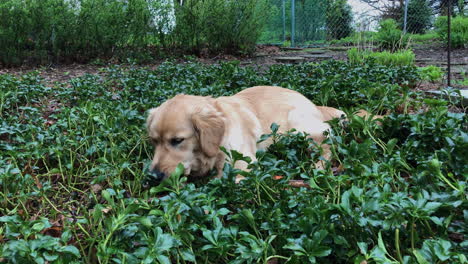 Junge-Golden-Retriever-Hündin,-Die-Im-Dichten-Gras-Liegt-Und-Glücklich-Auf-Ihrem-Lieblingsstock-Kaut