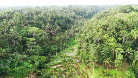 rice terrace fields surrounded with green and lush jungle in indonesia, aerial view