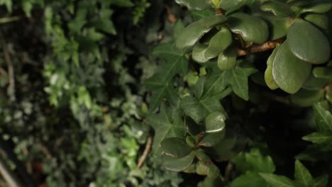 jade plant and ivy