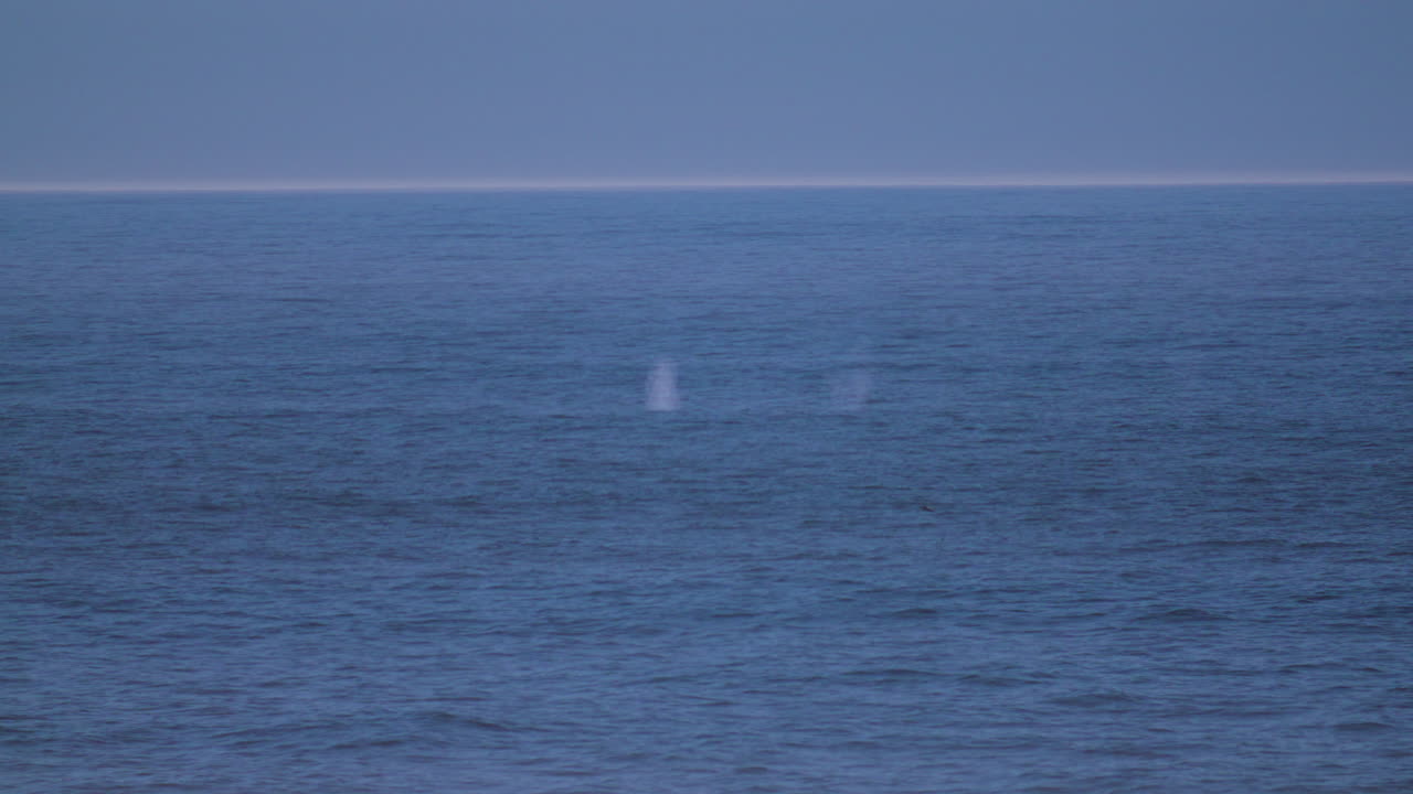 몇 개의 회색 고래가 연속으로 고 고래가 넓게 습니다.