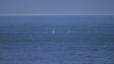 Several-grey-whale-blows-in-a-row-and-whale-fluke-wide-shot