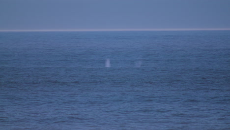 varios golpes de ballena gris en una fila y un tiro ancho de ballena