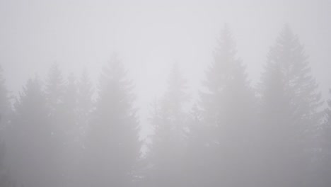 fir tree forest in heavy fog in swiss mountains