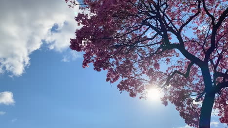 Lapso-De-Tiempo-Del-árbol-De-Flor-De-Cerezo-Rosa-Con-Nubes-En-Movimiento