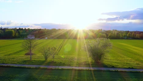 springtime sunset - flying into the bright sunlight by drone along trees and a yellow rapeseed field