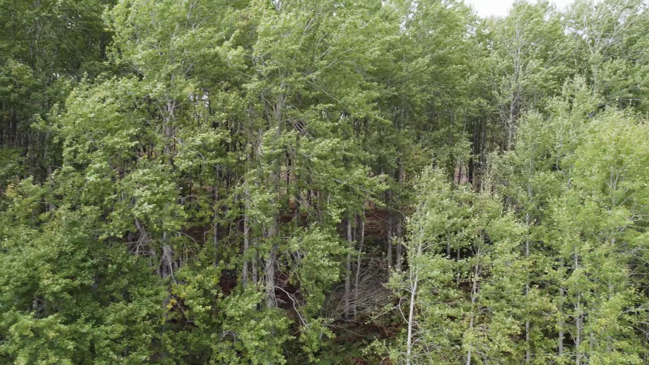 imágenes aéreas de drones que vuelan junto al dosel de álamos nativos europeos en el viento con exuberantes hojas verdes y un sendero boscoso