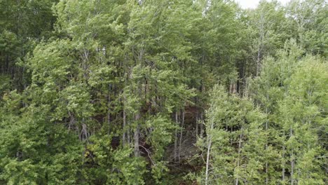 Rolling-aerial-drone-footage-flying-alongside-the-canopy-of-native-European-aspen-trees-in-the-wind-with-lush-green-leaves-and-a-woodland-path