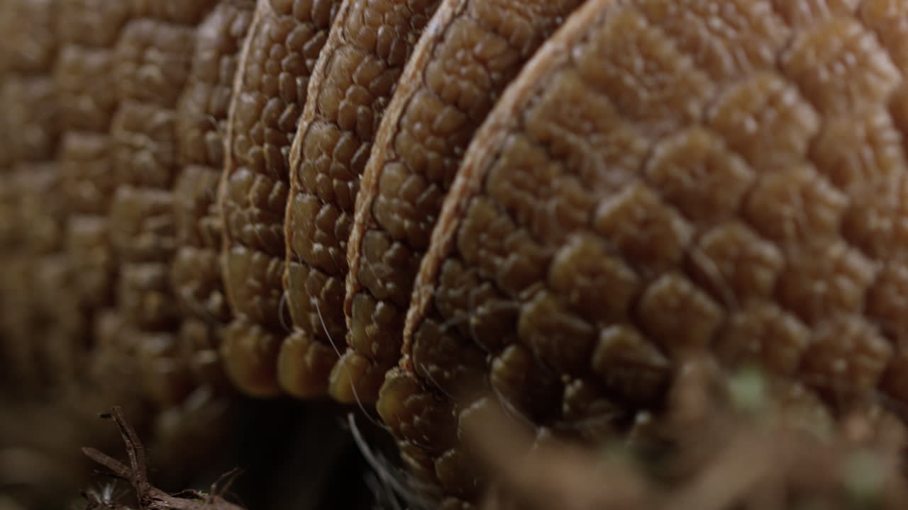 아르마딜로 - 극단적인 매크로 껍질에 가까이