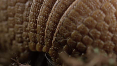 armadillo - primer plano macro extremo en la concha