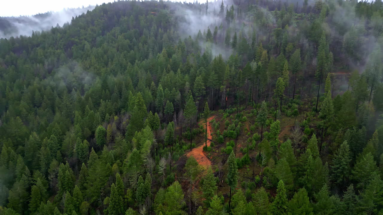 Veduta aerea sopra le cime degli alberi con nebbia di montagna nel Muir Woods National Monument.
