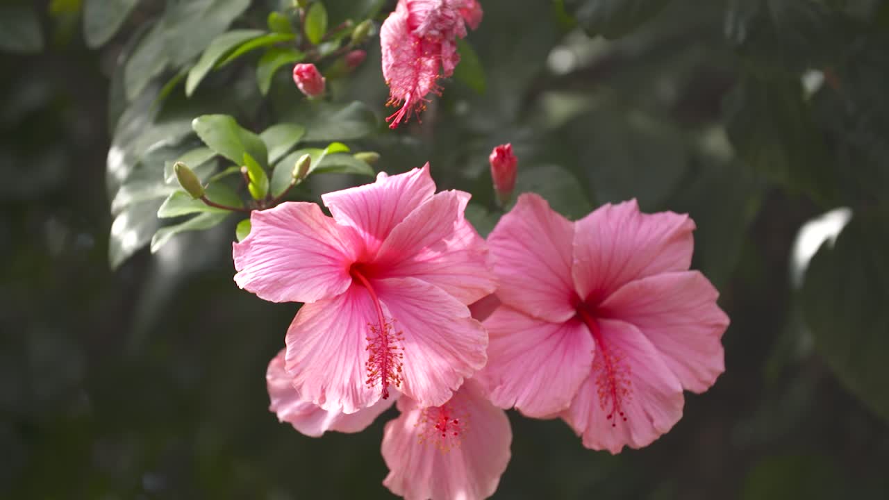 Tranquilli fiori nuziali rosa appesi a un bellissimo albero verde