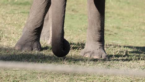 elephants using trunks to communicate and interact