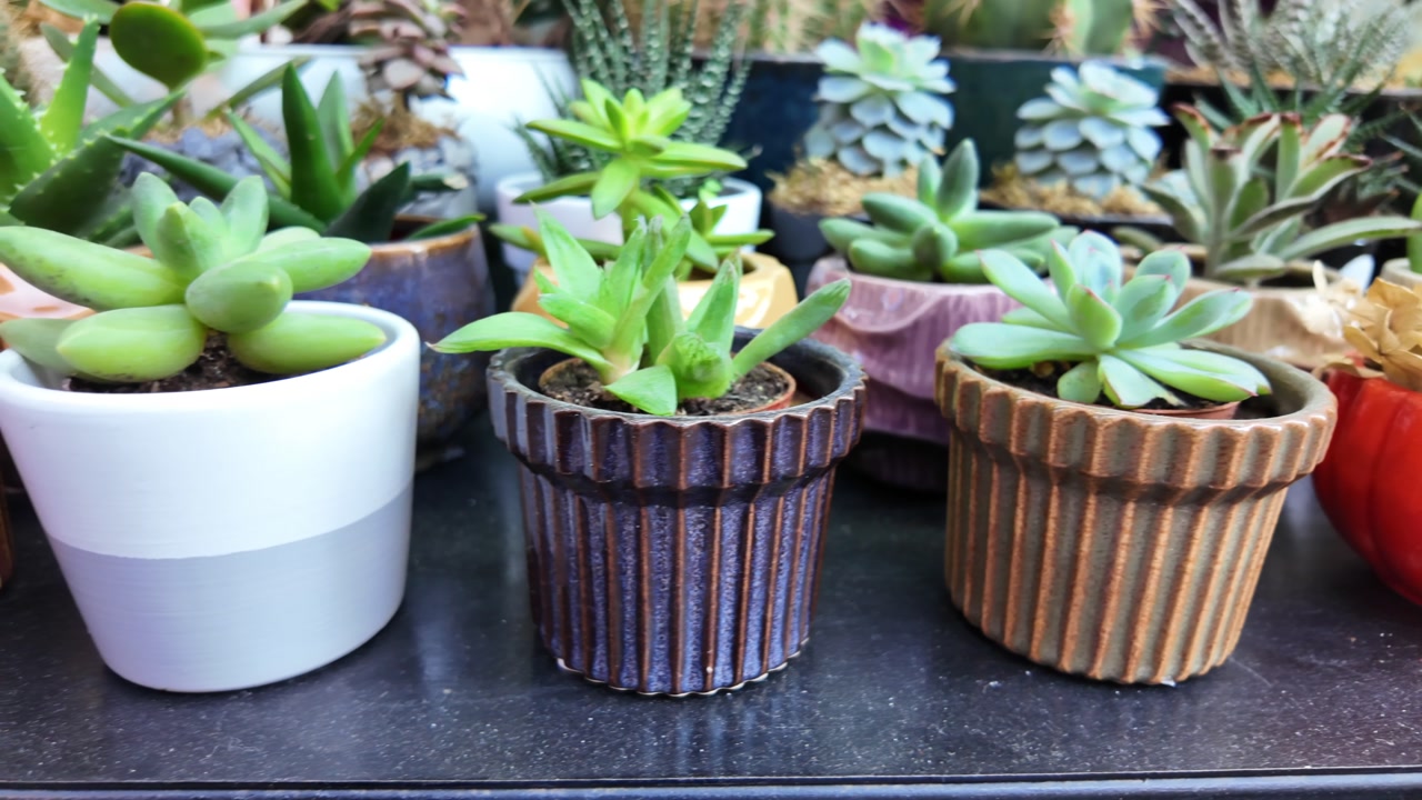 Close-Up Panning Shot of Various Succulent Plants in Decorative Pots