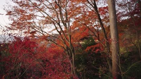 autumn trees at kiyomizu dera, kyoto japan