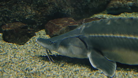 Captura-Recortada-De-Un-Esturión-Japonés-Nadando-Bajo-El-Agua-En-El-Acuario-Sendai-Umino-mori-En-Miyagi,-Japón