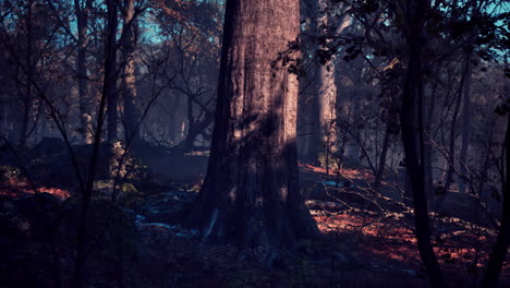 Cálido-Paisaje-Otoñal-En-Un-Bosque