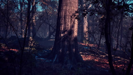 warm autumn scenery in a forest