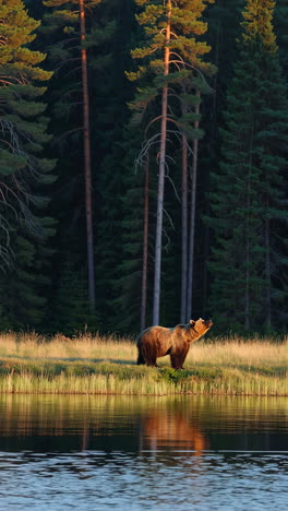 brown bear by the lake in a forest at sunset