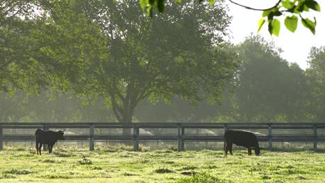 Rinder-Grasen-Auf-Grünem-Gras-In-Der-Nähe-Von-Bewässerungssystemen-In-Santa-Ynez-Ranch-Santa-Barbara-Kalifornien