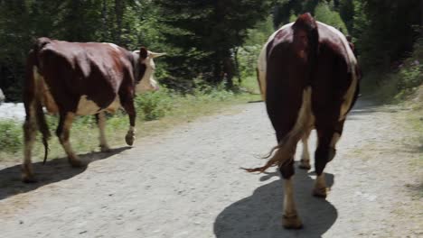 group of cows walking the way back to the farm - slow motion