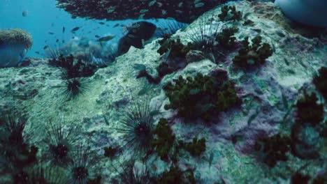 underwater scene with sea urchins and fish on a reef