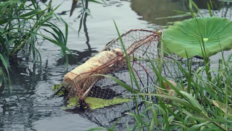 medium shot of a fish trap in the water